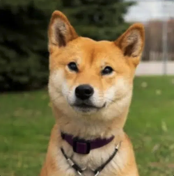 Actual Inu